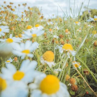 Les abeilles font leur apparition et viennent butiner les fleurs 🌸 Que c’est beau le printemps ! Et surtout dans le Berry ! ☀️
.
.
.
#berrycola #cola #colamadeinfrance #madeinfrance #colafrançais #local #Berry #Bourges #frais #rafraichissant #drink #soda #sodaregional #boireBerry #printemps2023